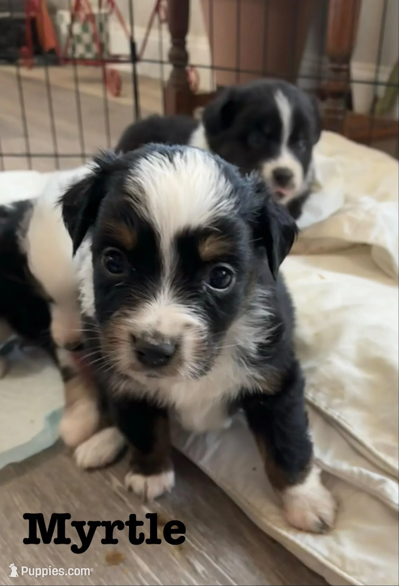 Myrtle – Australian Shepherd puppy for sale in Durant, OK