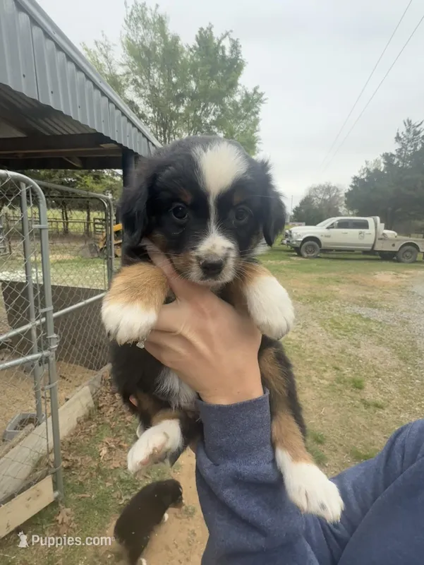 Myrtle – Australian Shepherd puppy for sale in Durant, OK