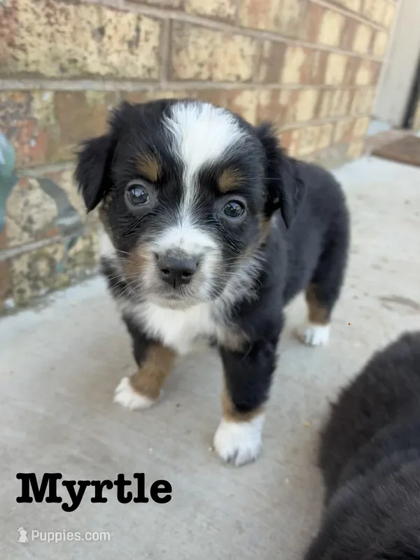 Myrtle – Australian Shepherd puppy for sale in Durant, OK