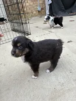Blossom , a female Australian Shepherd for sale in Durant, OK – Photo 3 of 3