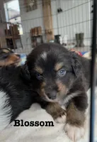 Blossom , a female Australian Shepherd for sale in Durant, OK – Photo 2 of 3