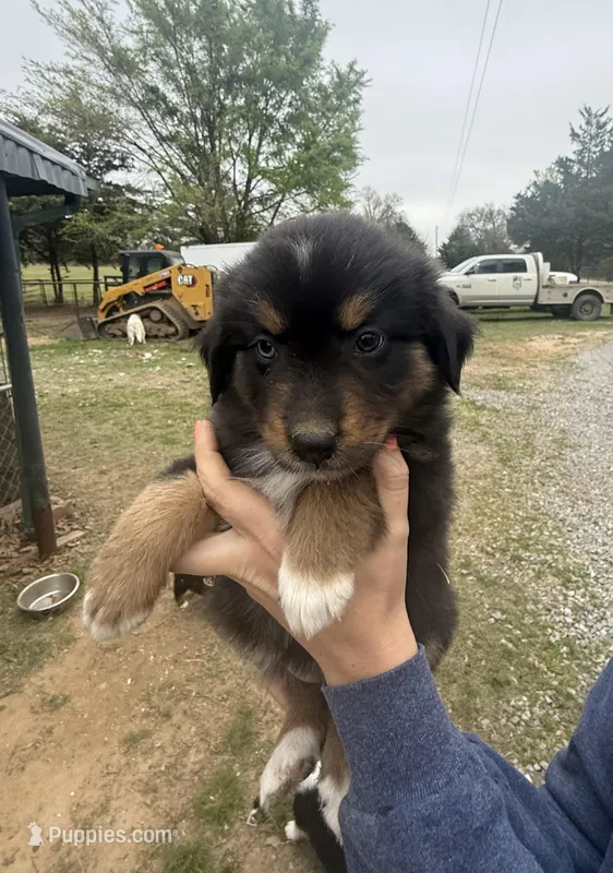 Blossom  – Australian Shepherd puppy for sale in Durant, OK