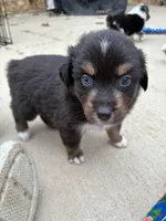 Blossom , a female Australian Shepherd for sale in Durant, OK – Photo 1 of 3