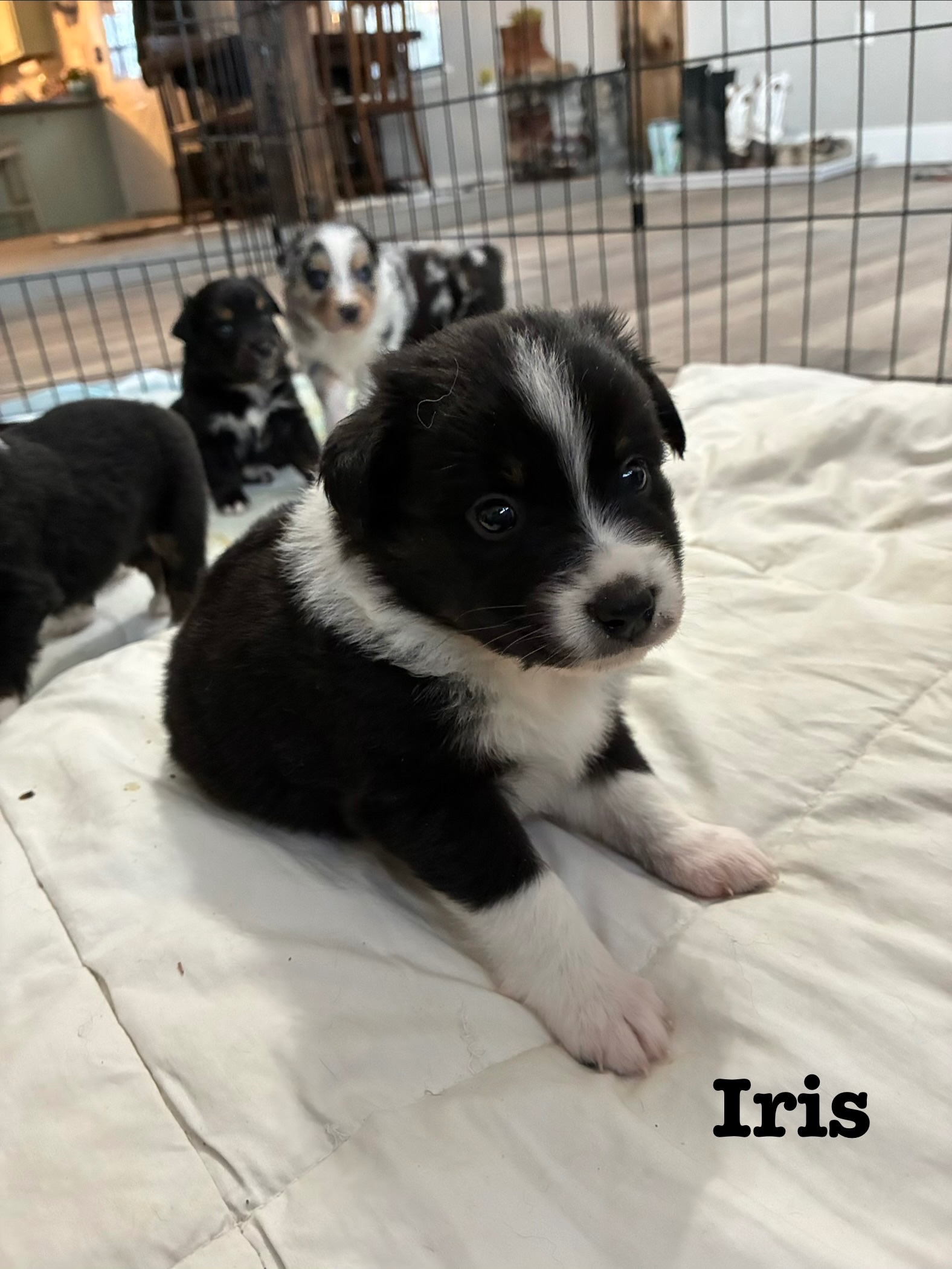 Iris – Australian Shepherd puppy for sale in Durant, OK