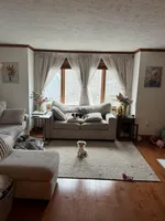 Valentino, a male Papillon for sale in Lowell, MA – Photo 5 of 5