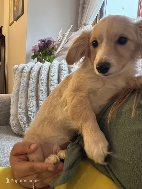 Valentino – Papillon puppy for sale in Lowell, MA