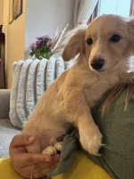 Valentino, a male Papillon for sale in Lowell, MA – Photo 1 of 5