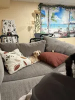 Valentino, a male Papillon for sale in Lowell, MA – Photo 3 of 5