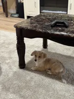 Valentino, a male Papillon for sale in Lowell, MA – Photo 2 of 5