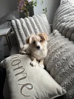 Valentino, a male Papillon for sale in Lowell, MA – Photo 4 of 5