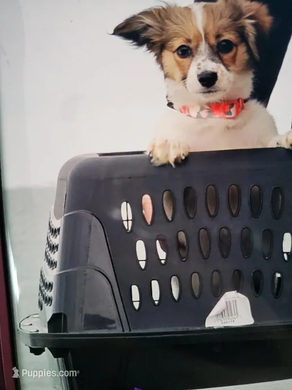 Juliet  – Papillon puppy for sale in Lowell, MA