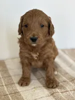 Copper, a male Goldendoodle for sale in Middletown, VA – 4 of 4