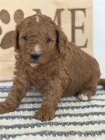 Chip -Moyen , a male Poodle - Miniature  for sale in Middletown, VA – 2 of 3