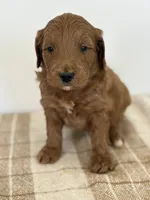Copper, a male Goldendoodle for sale in Middletown, VA – 1 of 4