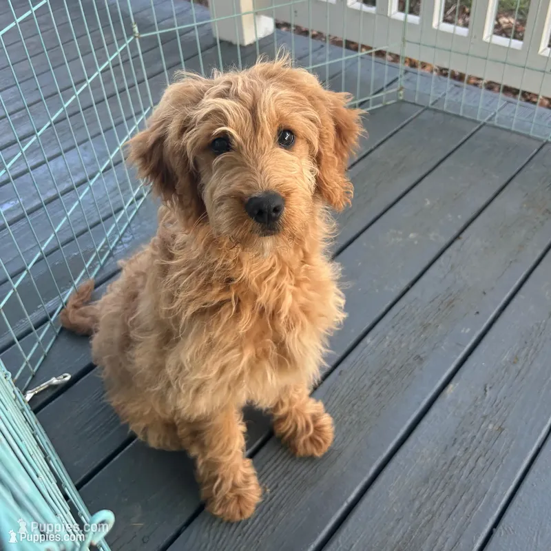 Poppy, a female Goldendoodle for sale in Middletown, VA – Photo 1 of 2