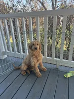Poppy, a female Goldendoodle for sale in Middletown, VA – Photo 2 of 2