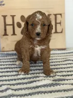 Ollie - Moyen, a male Poodle - Standard  for sale in Middletown, VA – 3 of 4