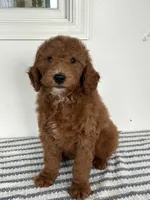 Hunter - Moyen, a male Poodle - Standard  for sale in Middletown, VA – 3 of 4
