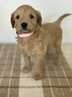 Coral , a female Goldendoodle for sale in Middletown, VA – 4 of 4