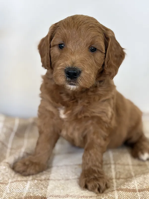 Copper – Goldendoodle puppy for sale in Middletown, VA