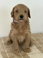 Livvy , a female Goldendoodle for sale in Middletown, VA – 3 of 3