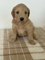 Coral , a female Goldendoodle for sale in Middletown, VA – 2 of 4