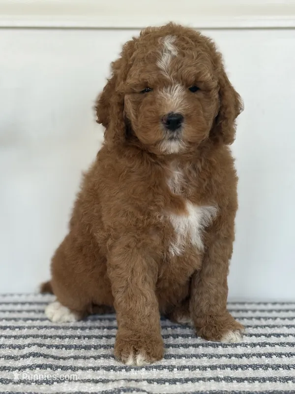 Ollie - Moyen – Poodle - Standard  puppy for sale in Middletown, VA