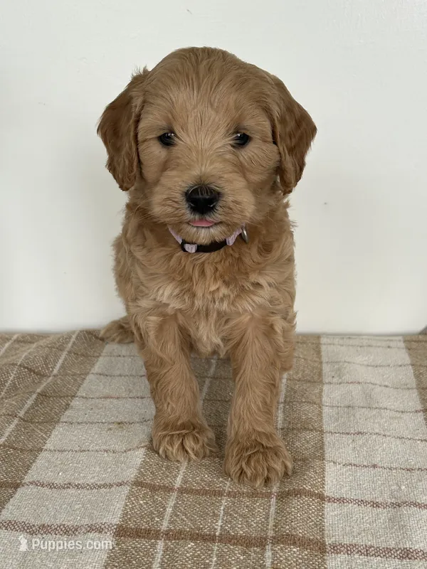Livvy  – Goldendoodle puppy for sale in Middletown, VA