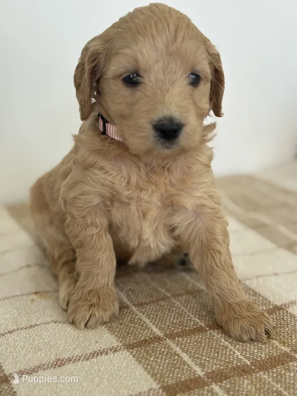 Coral  – Goldendoodle puppy for sale in Middletown, VA