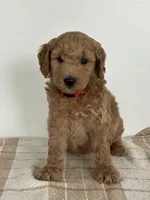 Lola, a female Goldendoodle for sale in Middletown, VA – 3 of 3