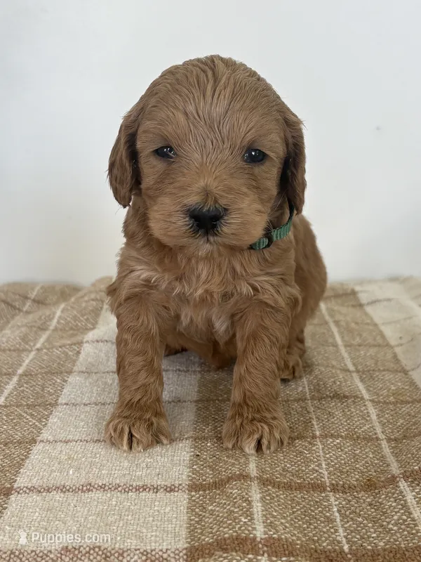 George  – Goldendoodle puppy for sale in Middletown, VA
