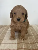 George , a male Goldendoodle for sale in Middletown, VA – 1 of 3