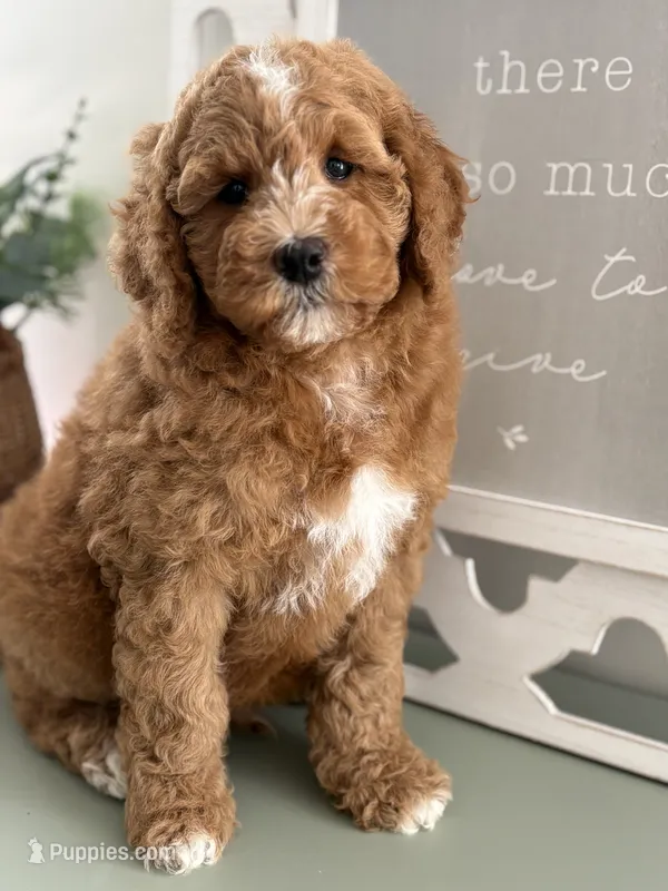 Ollie - Moyen – Poodle - Standard  puppy for sale in Middletown, VA