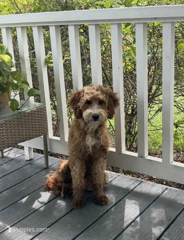 Daisy – Goldendoodle puppy for sale in Middletown, VA