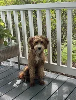 Daisy, a female Goldendoodle for sale in Middletown, VA – 1 of 1