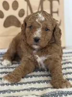 Ollie - Moyen, a male Poodle - Standard  for sale in Middletown, VA – 4 of 4