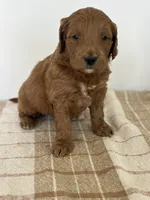 Copper, a male Goldendoodle for sale in Middletown, VA – 3 of 4