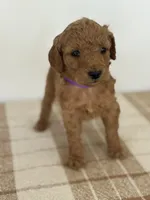 Nova , a female Goldendoodle for sale in Middletown, VA – 2 of 3