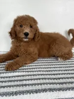 Chip -Moyen , a male Poodle - Miniature  for sale in Middletown, VA – 4 of 4