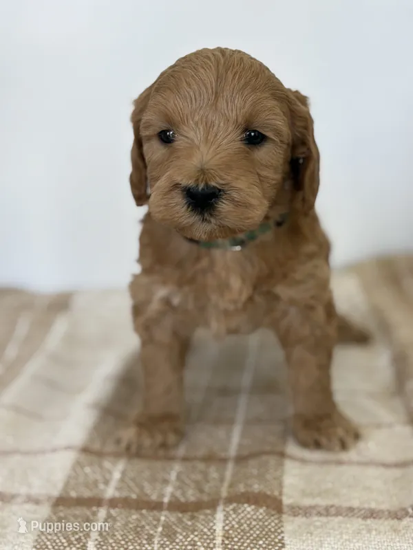 George  – Goldendoodle puppy for sale in Middletown, VA