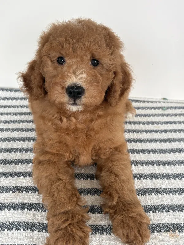 Chip -Moyen  – Poodle - Miniature  puppy for sale in Middletown, VA