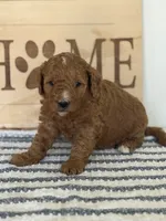 Chip -Moyen , a male Poodle - Miniature  for sale in Middletown, VA – 1 of 3