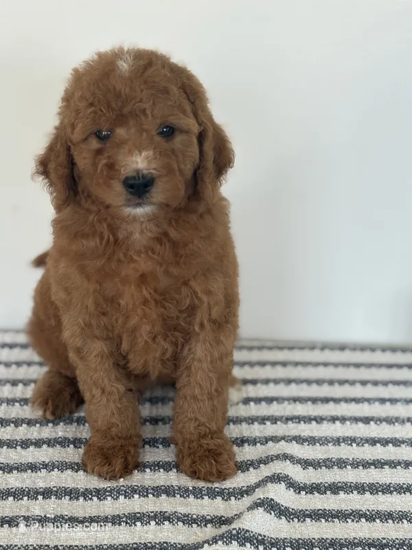 Chip -Moyen  – Poodle - Miniature  puppy for sale in Middletown, VA