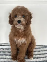 Leo, a male Poodle - Miniature  for sale in Middletown, VA – 2 of 4