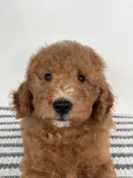 Chip -Moyen , a male Poodle - Miniature  for sale in Middletown, VA – 2 of 4