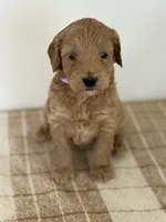 Livvy , a female Goldendoodle for sale in Middletown, VA – 2 of 3