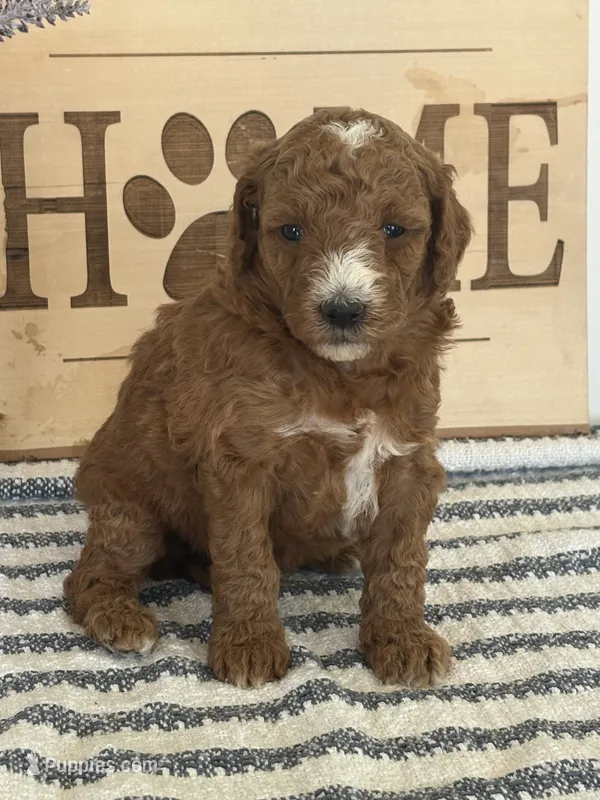 Benny- Moyen – Poodle - Standard  puppy for sale in Middletown, VA