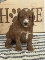Benny- Moyen, a male Poodle - Standard  for sale in Middletown, VA – 1 of 2