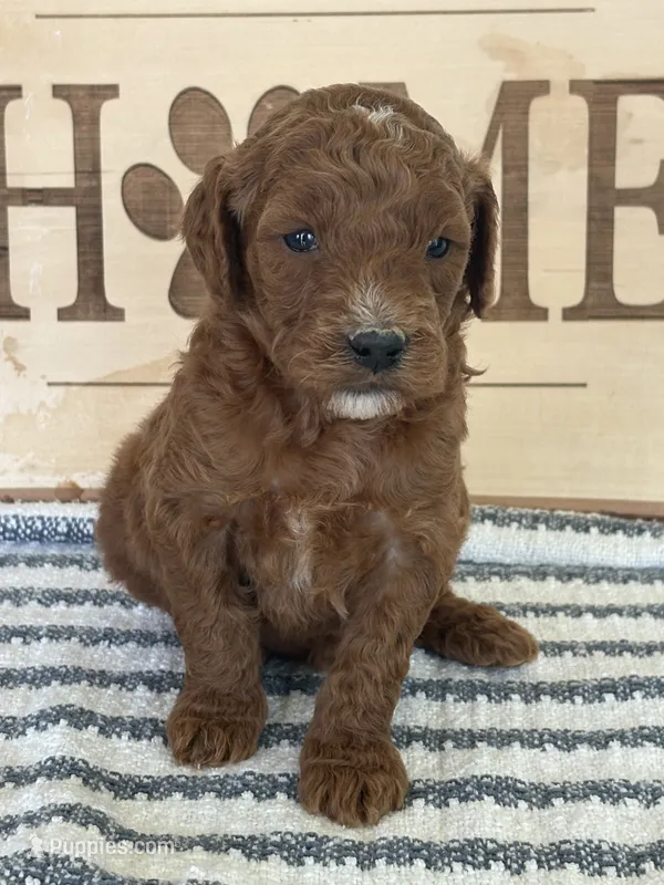 Hank- Moyen – Poodle - Miniature  puppy for sale in Middletown, VA