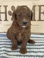 Hank- Moyen, a male Poodle - Miniature  for sale in Middletown, VA – 1 of 3